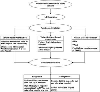 Translation of genome-wide association study: from genomic signals to biological insights